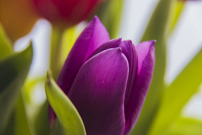 Close-up of pink rose flower