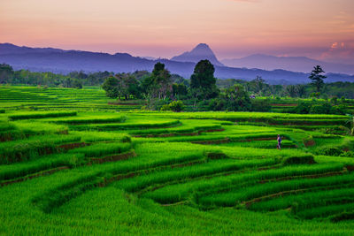 Scenic view of agricultural field against sky during sunset