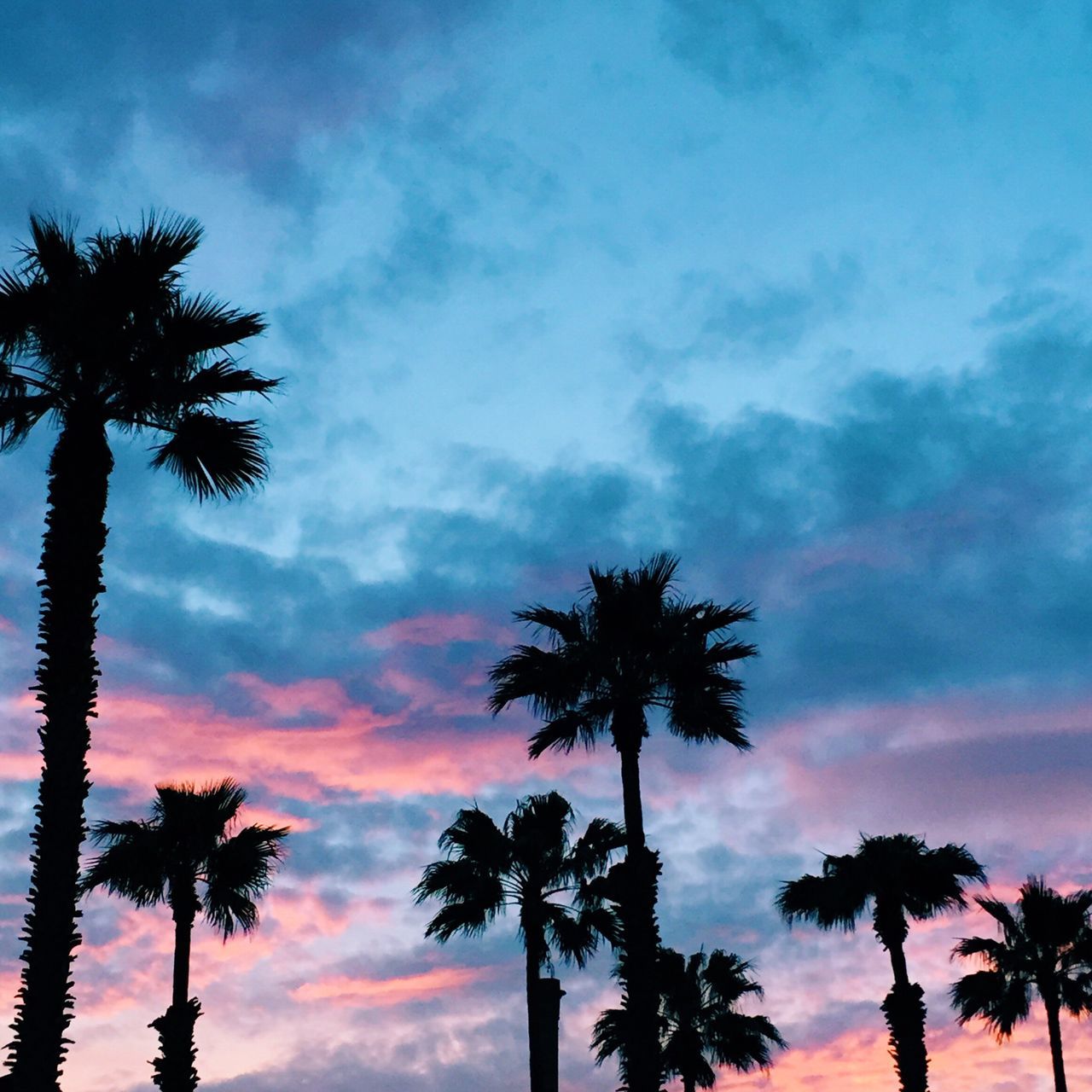 palm tree, tree, silhouette, sky, sunset, beauty in nature, tranquility, scenics, cloud - sky, tranquil scene, nature, low angle view, growth, tree trunk, idyllic, cloud, coconut palm tree, dusk, cloudy, palm frond