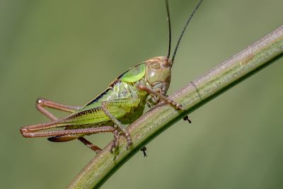Close-up of insect on leaf