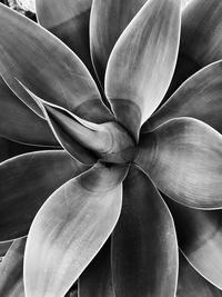 Full frame shot of flowering plant