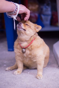 Midsection of person with dog