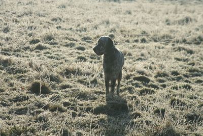 Dog standing on grassy field
