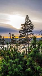 Reflection of trees in water at sunset