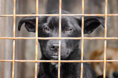 Portrait of dog in cage