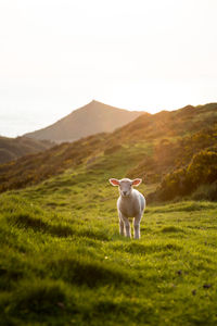 Sheep standing in a field