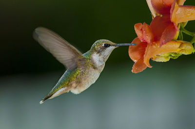 Close-up of hummingbird