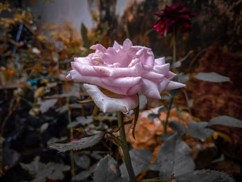 Close-up of rose plant