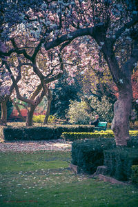 Trees in park