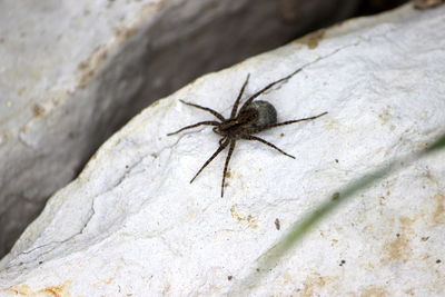 Close-up of spider on rock