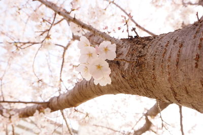 Low angle view of cherry blossom tree