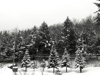 Low angle view of plants against clear sky