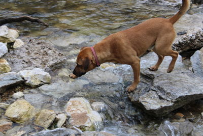 View of dog standing on rock