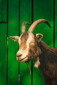 Close-up of goat with eyes closed standing on green leaf
