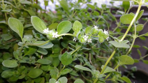 Close-up of plants