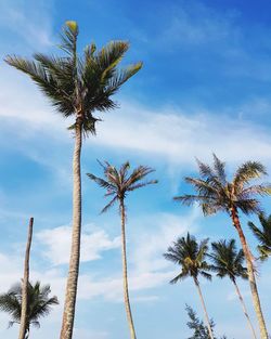 Low angle view of coconut palm tree against sky