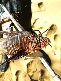 Close-up of butterfly perching