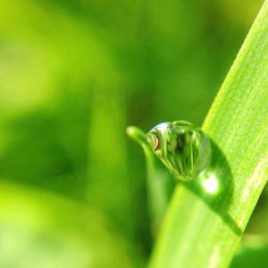 Close-up of insect on leaf