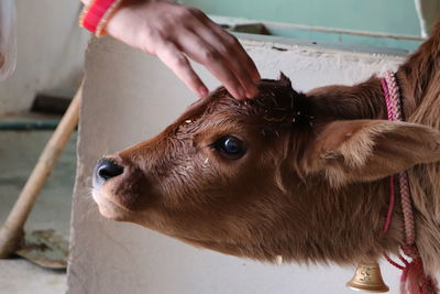 Close-up of person hand with cattle