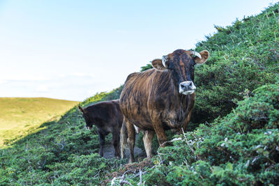 Cows in a field