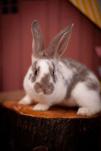 Close-up of rabbit