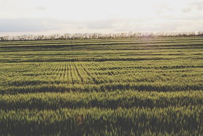 Scenic view of agricultural field against sky