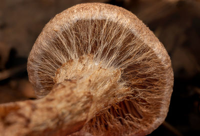 Close-up of mushroom cortina