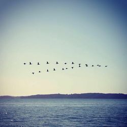 Bird flying over the sea