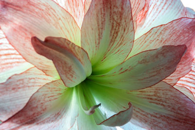 Close-up of flower