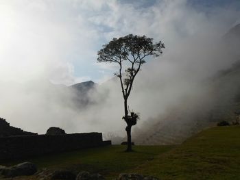 Tree on field against sky