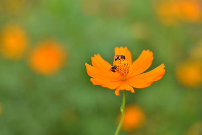 Close-up of insect on flower