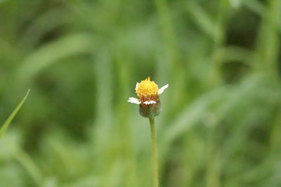 Close-up of yellow flowering plant