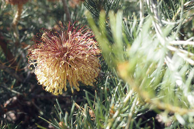 Close-up of thistle flowers