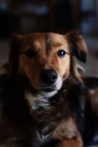 Close-up portrait of dog