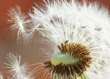 Close-up of dandelion