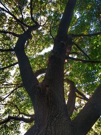 Low angle view of trees in forest