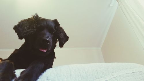 Close-up of dog sitting on bed