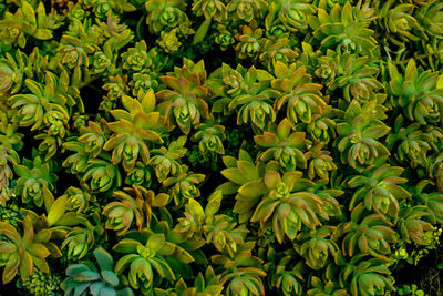 Full frame shot of yellow flowering plants