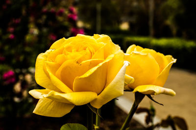 Close-up of yellow rose plant on field