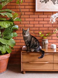 Cat sitting on potted plant against wall