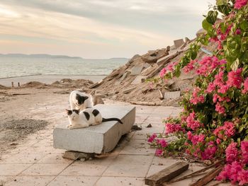 View of dog on rock by sea against sky