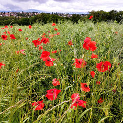 Red poppy flowers blooming on field