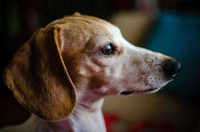 Close-up of dachshund indoors