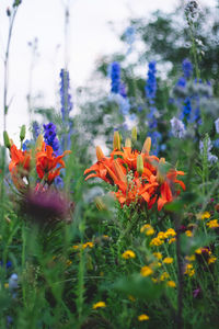Close-up of orange flowering plant on field