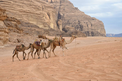 View of horse in desert