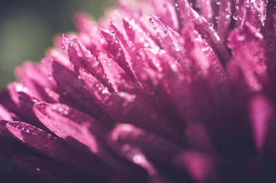Close-up of wet purple flower