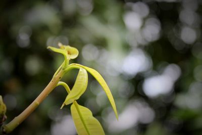 Close-up of green plant