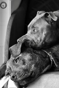 Close-up of a dog looking away