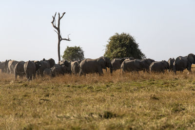 Elephants in a field