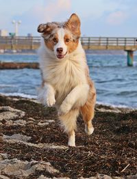 Dog looking away on beach